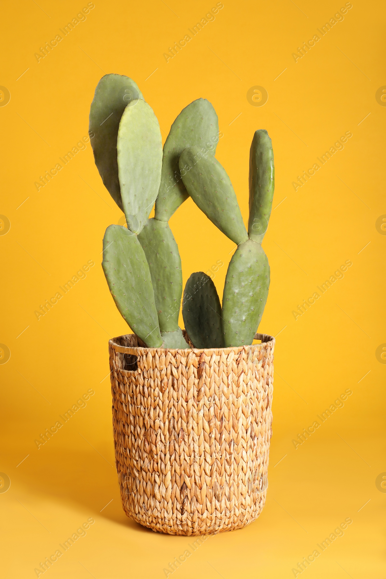 Photo of Beautiful cactus on yellow background. Tropical plant