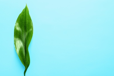 Photo of Beautiful tropical Aspidistra leaf on color background, top view
