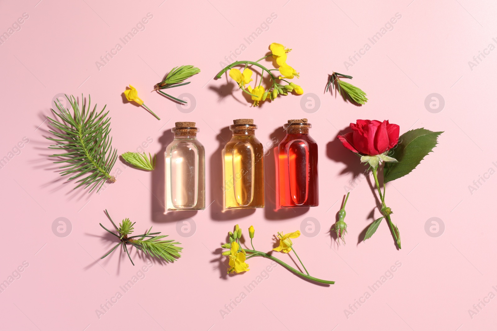 Photo of Aromatherapy. Different essential oils, fir twigs and flowers on pink background, flat lay