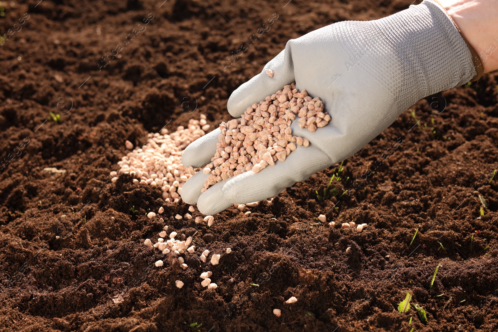 Photo of Man fertilizing soil on sunny day, closeup