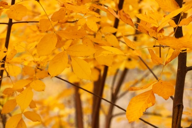 Tree with bright leaves outdoors on autumn day