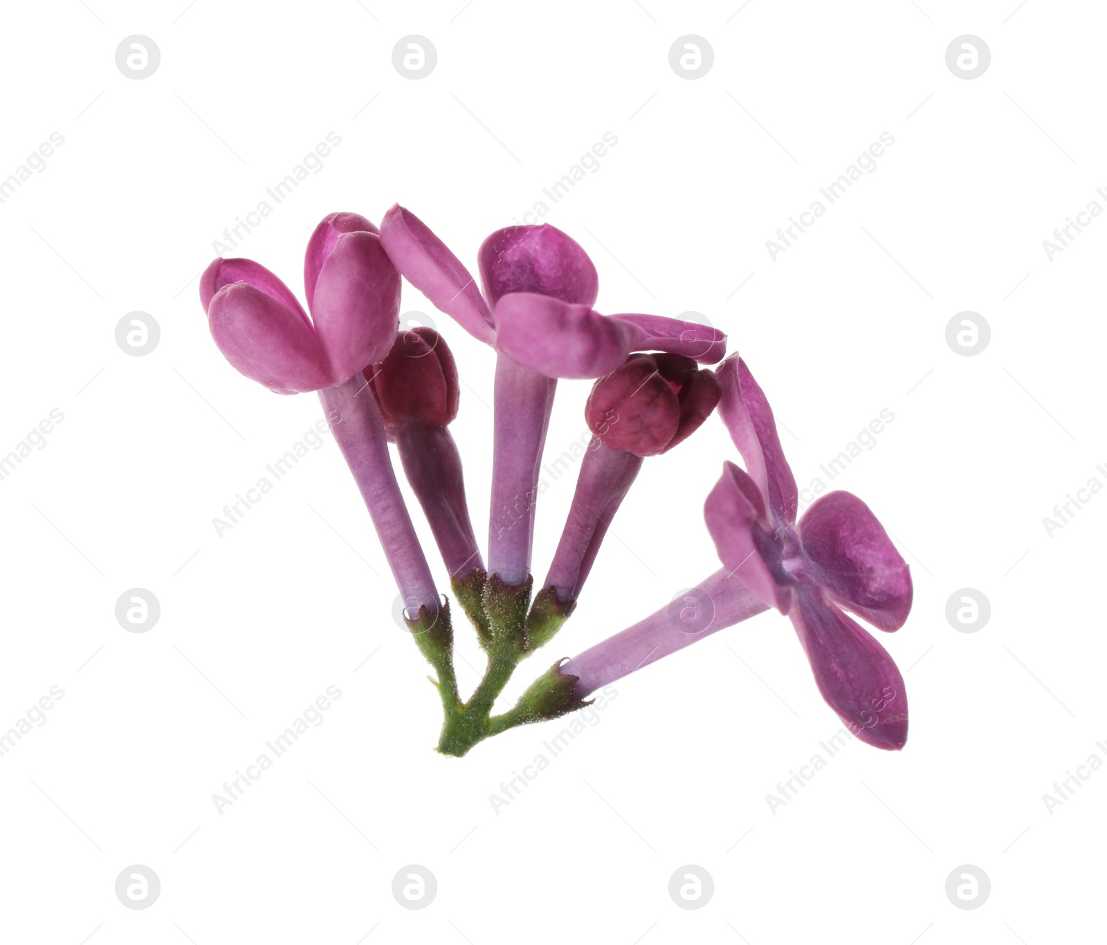 Photo of Beautiful purple lilac blossom isolated on white