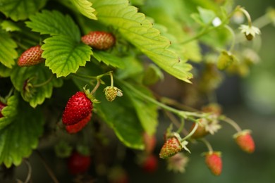 Photo of Small wild strawberries growing outdoors. Seasonal berries