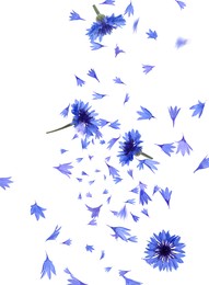 Image of Beautiful tender blue cornflower petals flying on white background