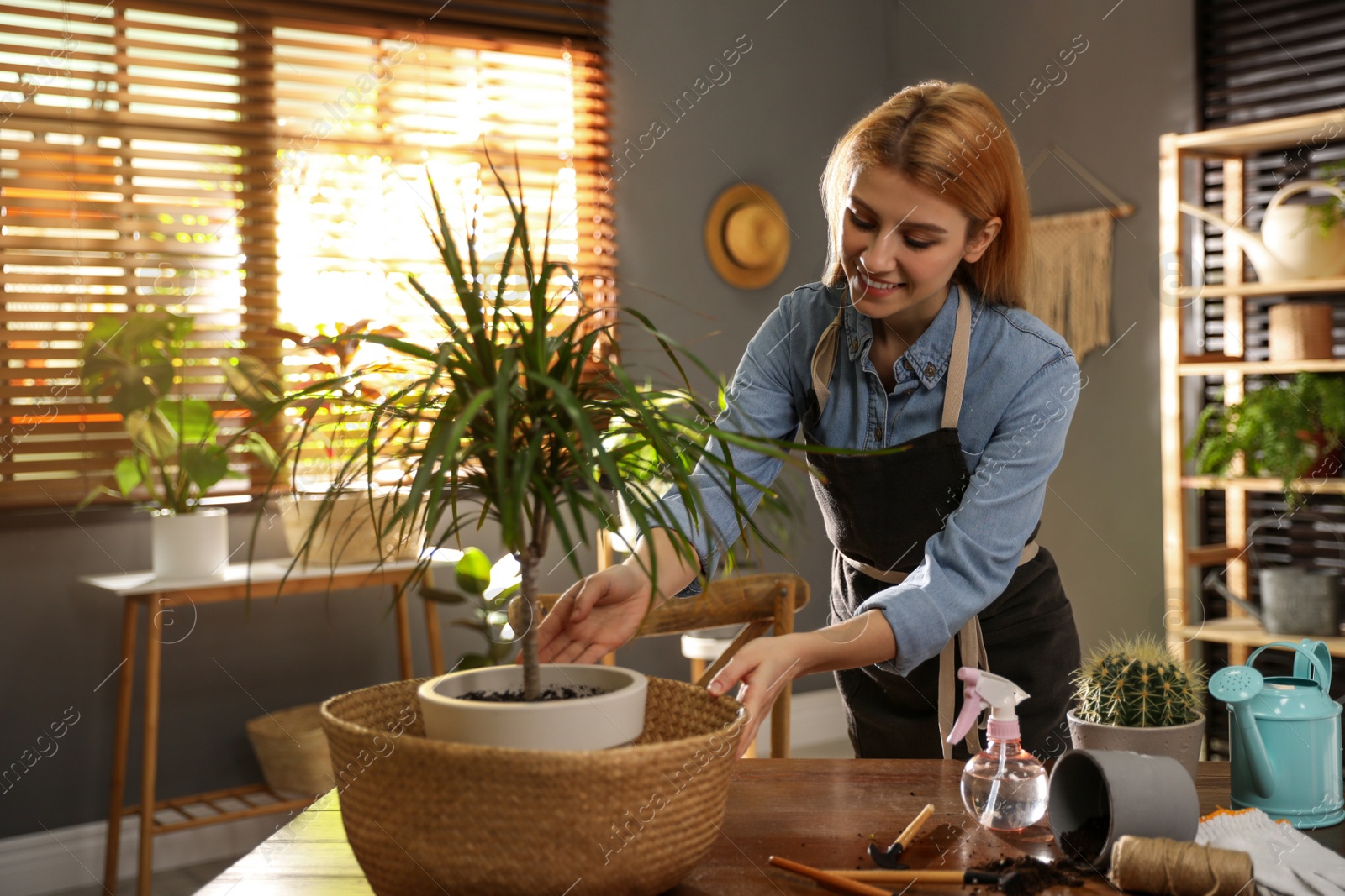 Photo of Young woman taking care of Dracaena plant at home. Engaging hobby