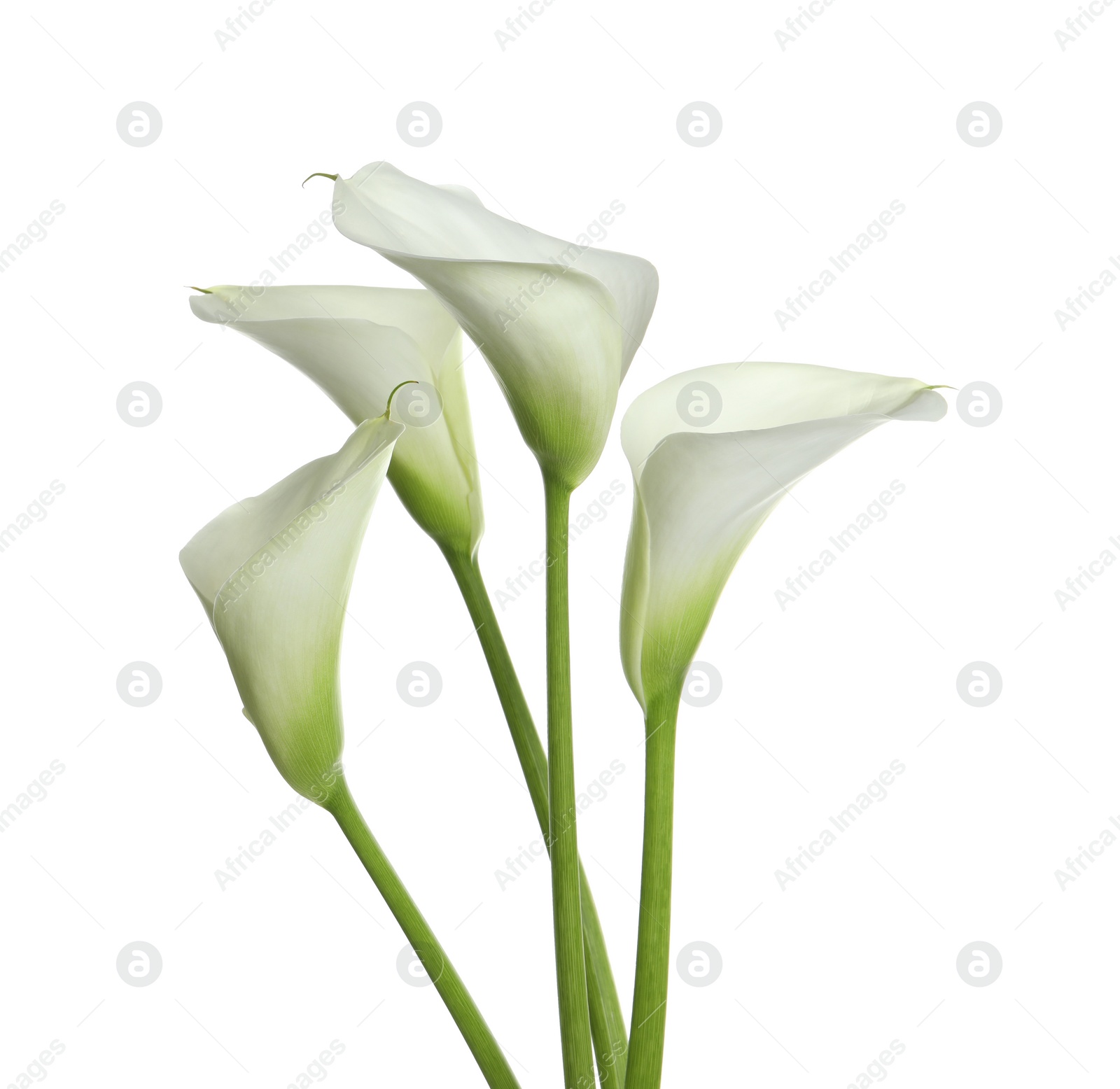 Photo of Beautiful calla lily flowers on white background