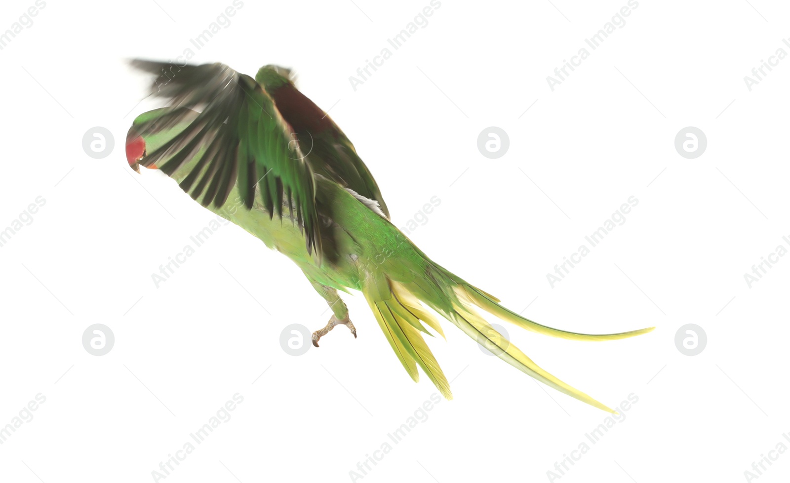 Photo of Beautiful Alexandrine parakeet flying isolated on white