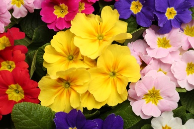 Photo of Beautiful primula (primrose) plants with colorful flowers as background, top view. Spring blossom