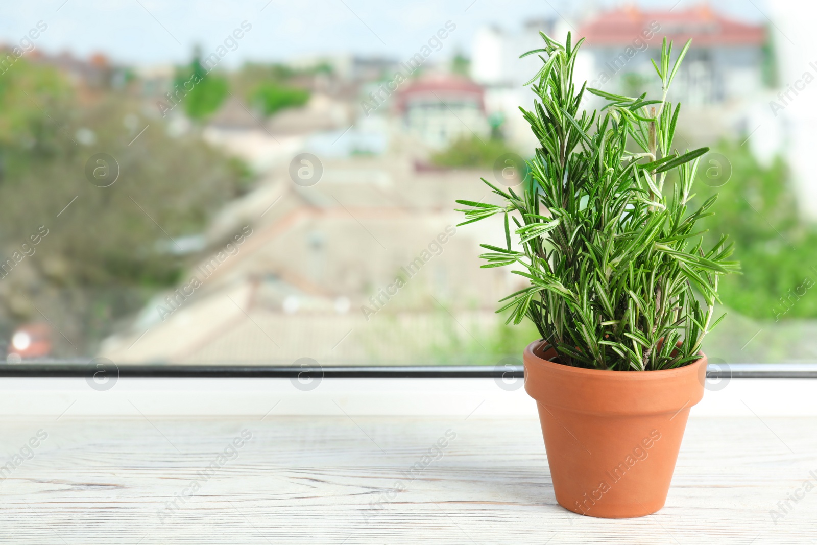 Photo of Potted rosemary on wooden window sill, space for text