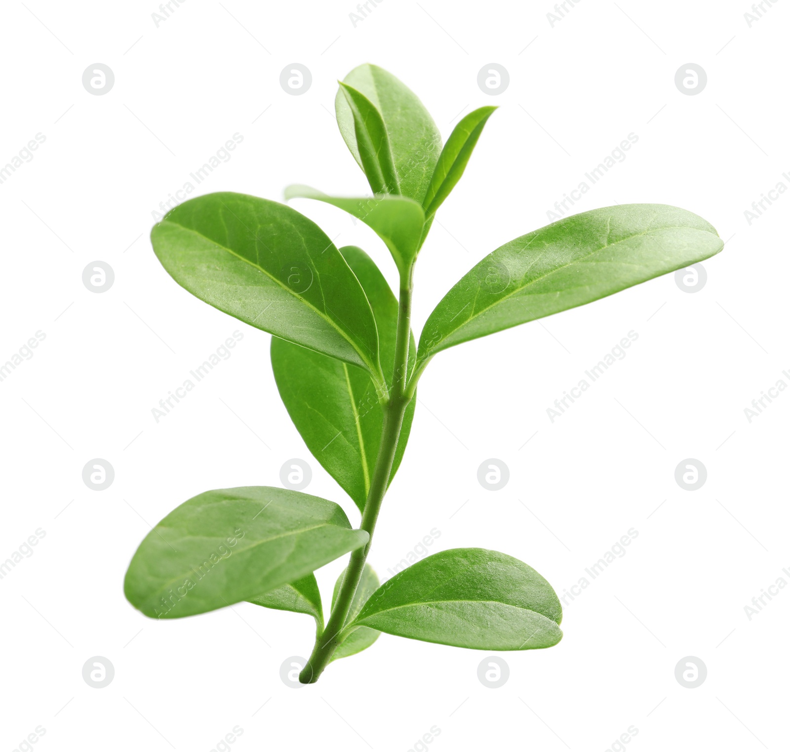 Photo of Branch with green leaves on white background