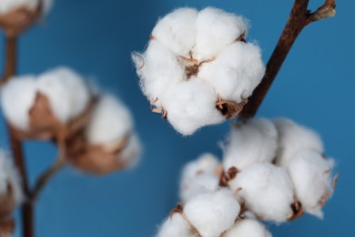 Photo of Cotton branches with fluffy flowers on light blue background, closeup