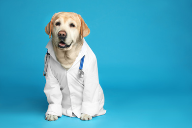 Photo of Cute Labrador dog in uniform with stethoscope as veterinarian on light blue background. Space for text