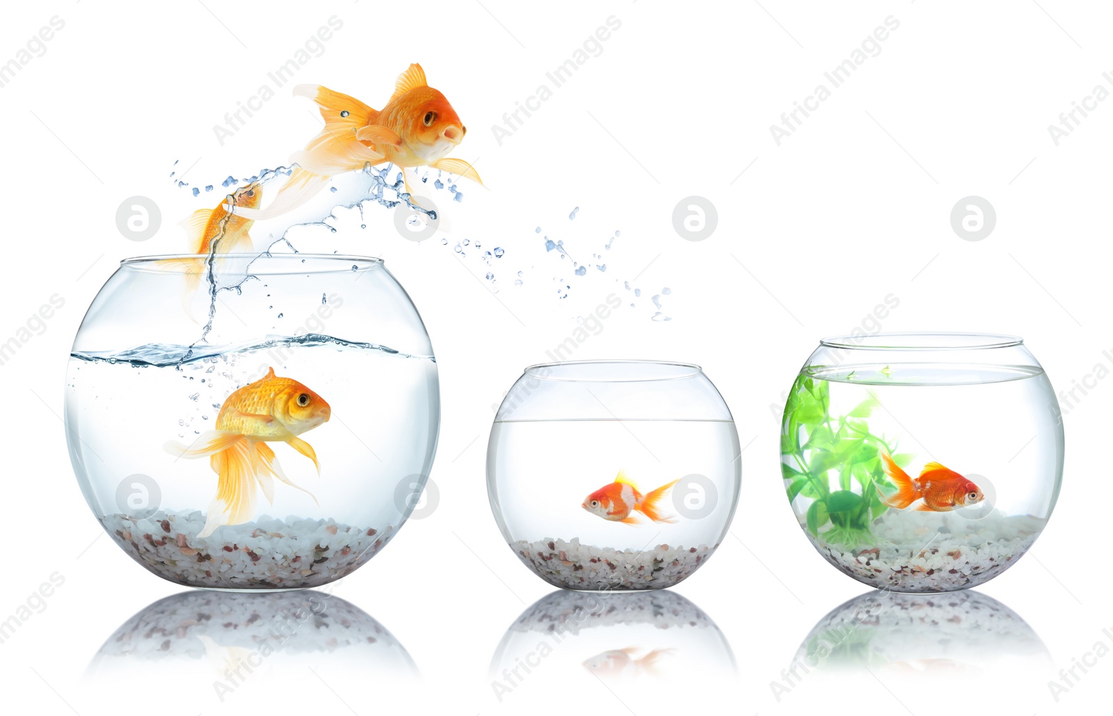 Image of Beautiful bright goldfish jumping out of water on white background