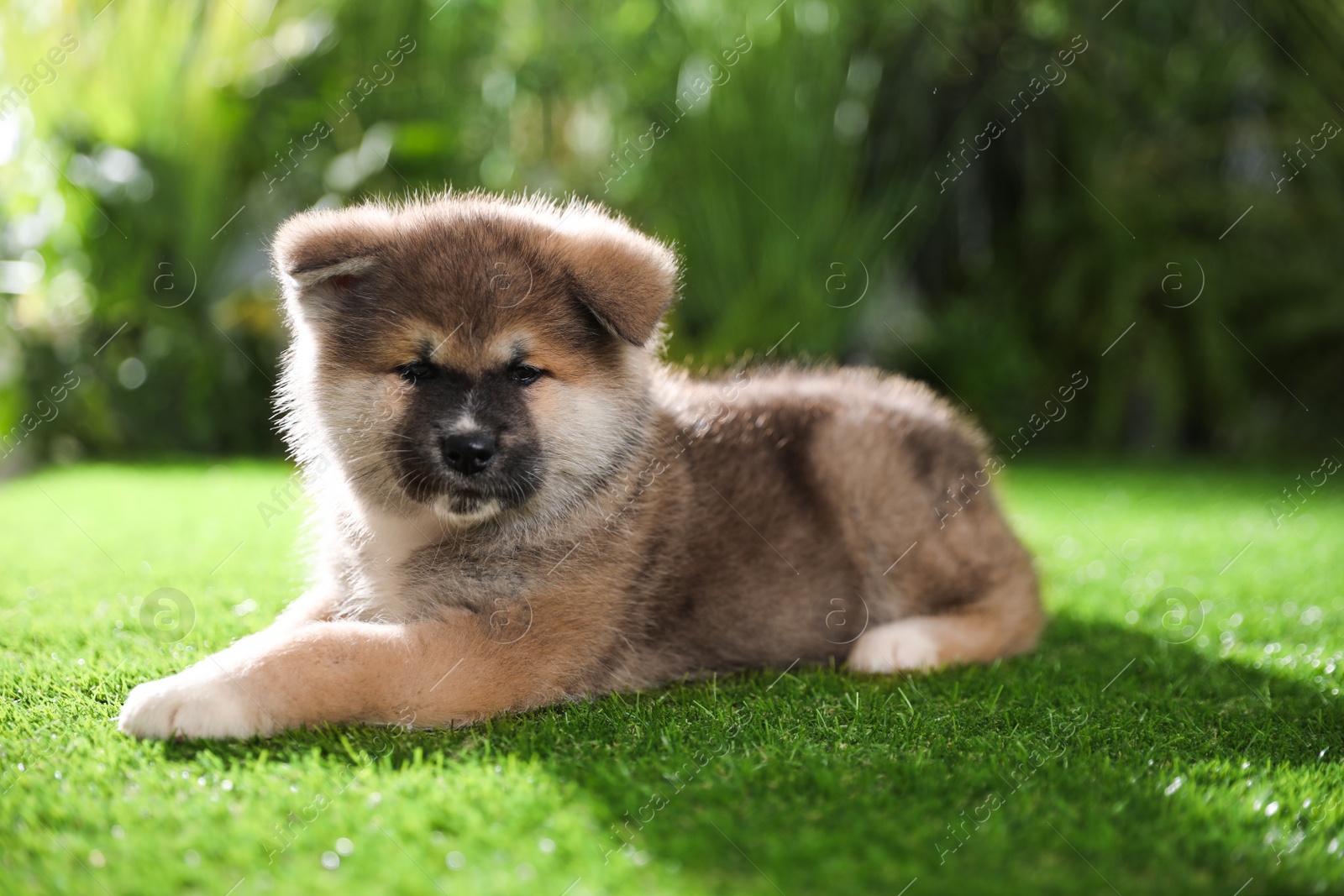 Photo of Adorable Akita Inu puppy on green grass outdoors