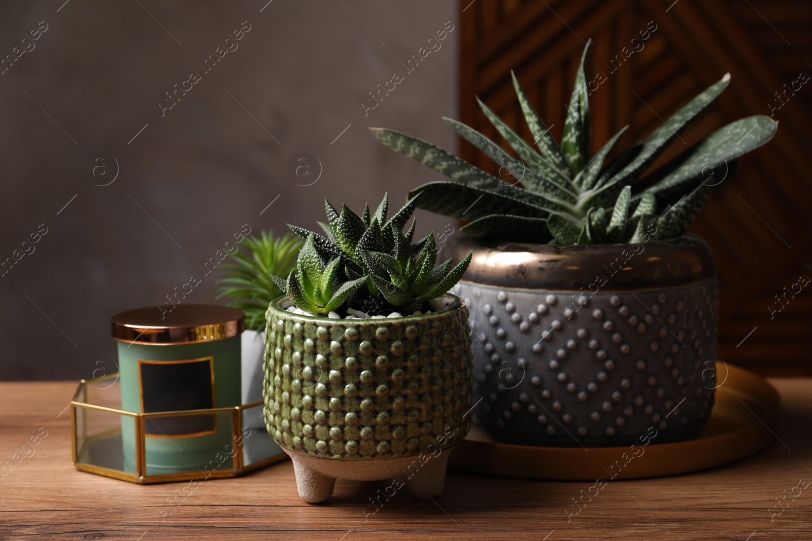 Photo of Beautiful Haworthia and Gasteria in pots with decor on wooden table. Different house plants