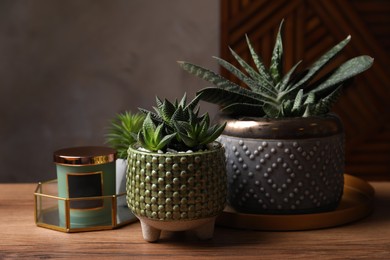 Photo of Beautiful Haworthia and Gasteria in pots with decor on wooden table. Different house plants