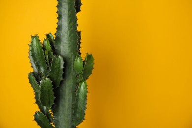 Beautiful cactus on yellow background, space for text