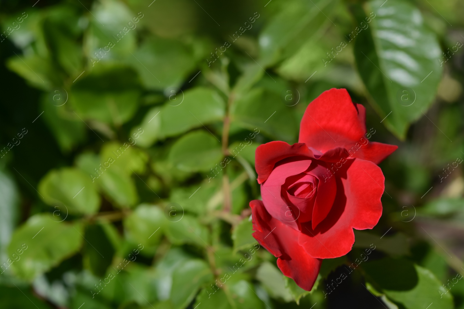 Photo of Beautiful red rose flower blooming outdoors, closeup. Space for text