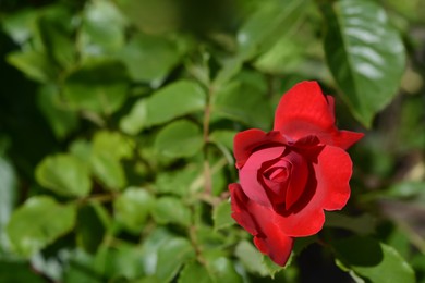 Photo of Beautiful red rose flower blooming outdoors, closeup. Space for text