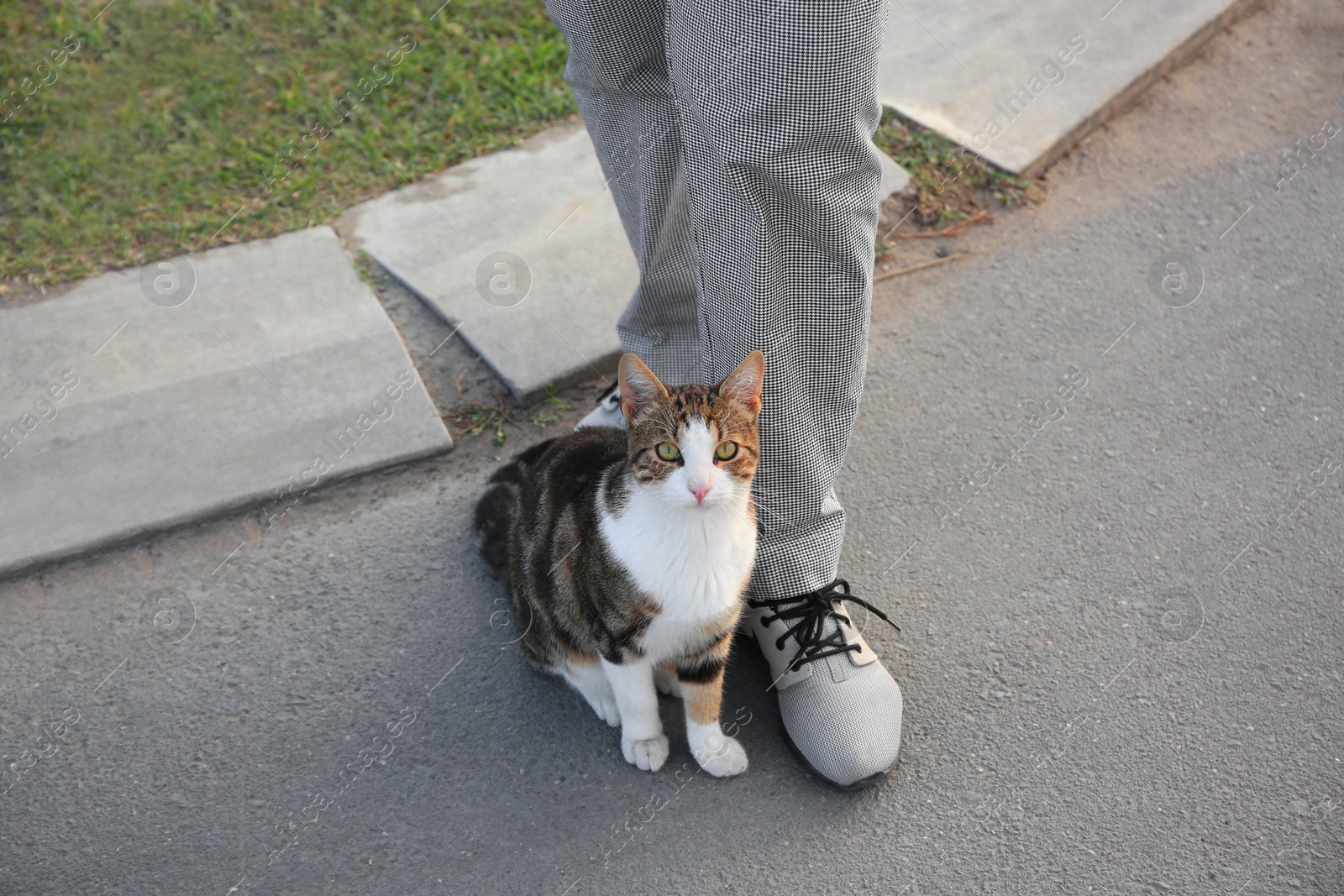 Photo of Cute cat rubbing against woman's legs outdoors. Homeless animal