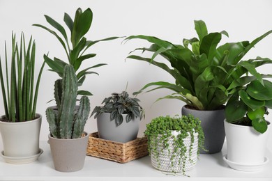 Photo of Green houseplants in pots on table near white wall