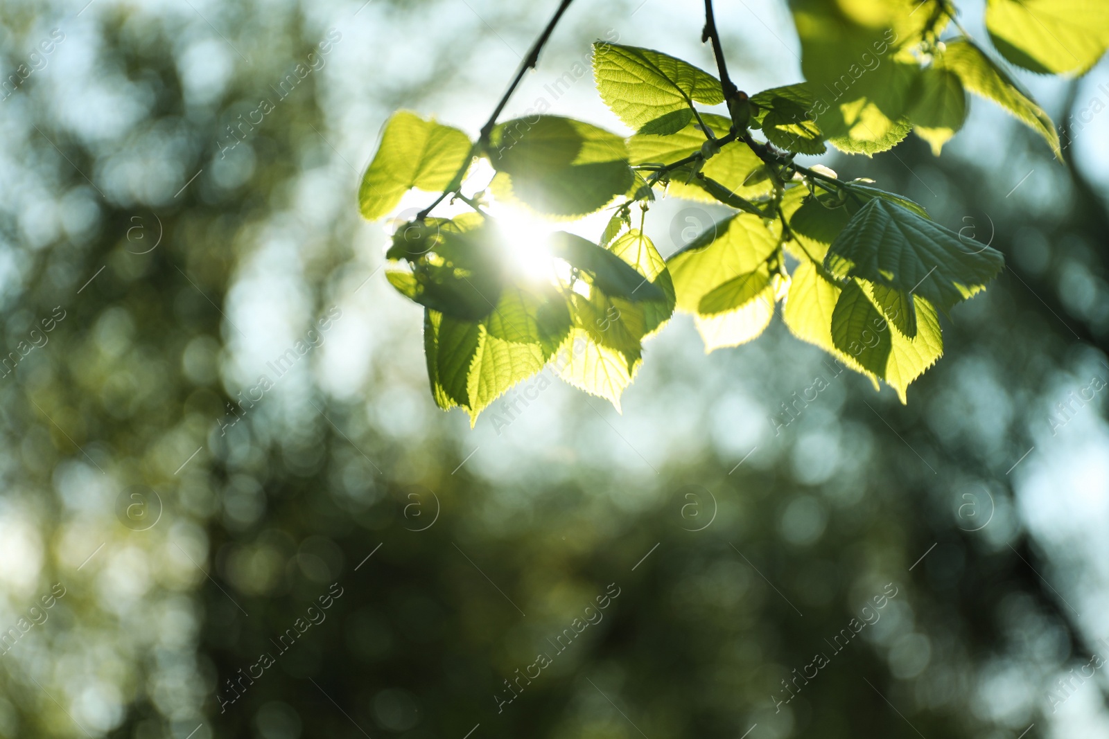 Photo of Tree branches with green leaves on sunny day