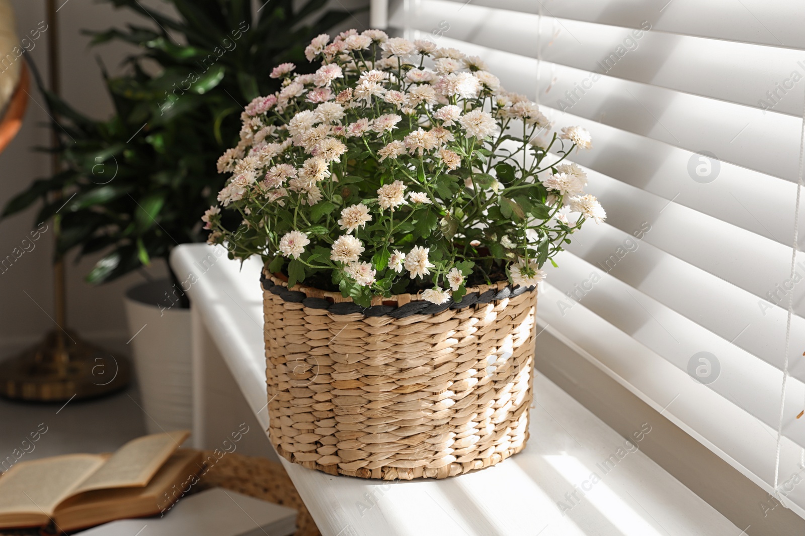 Photo of Beautiful chrysanthemum flowers on window sill indoors. Stylish interior element