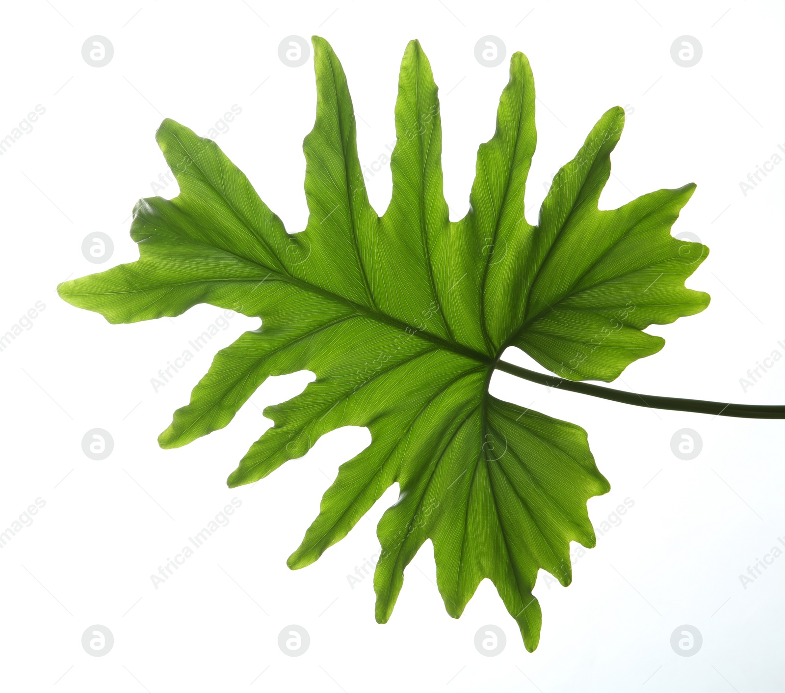 Photo of Tropical philodendron leaf isolated on white