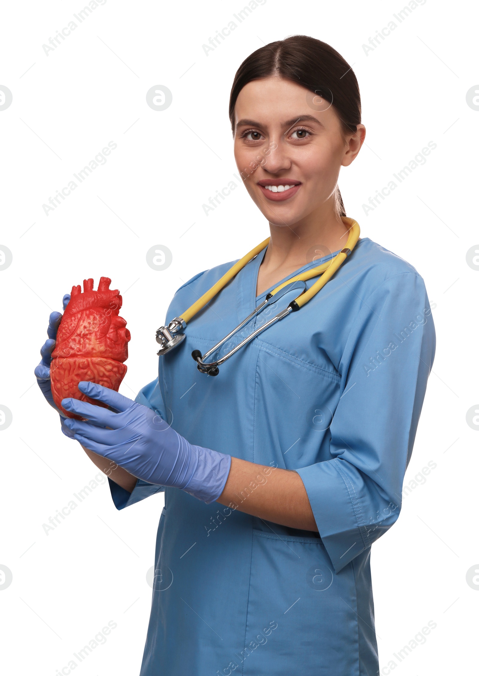 Photo of Doctor with stethoscope and model of heart on white background. Cardiology concept