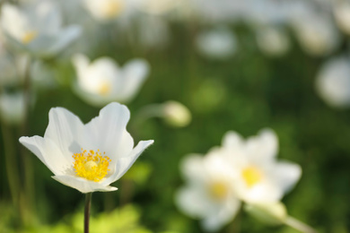 Beautiful blossoming Japanese anemone flower outdoors on spring day