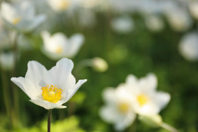 Photo of Beautiful blossoming Japanese anemone flower outdoors on spring day