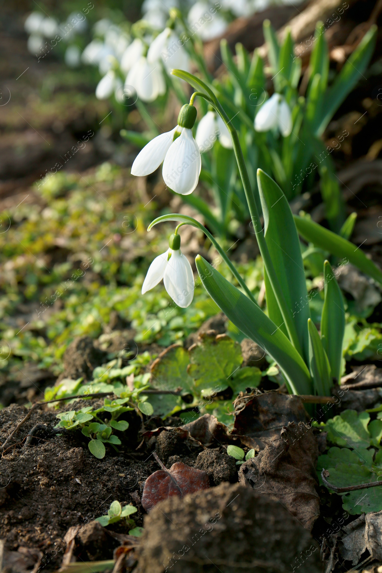 Photo of Beautiful white blooming snowdrops growing outdoors, space for text