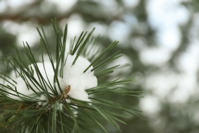 Photo of Pine branch covered with snow outdoors on winter day, closeup