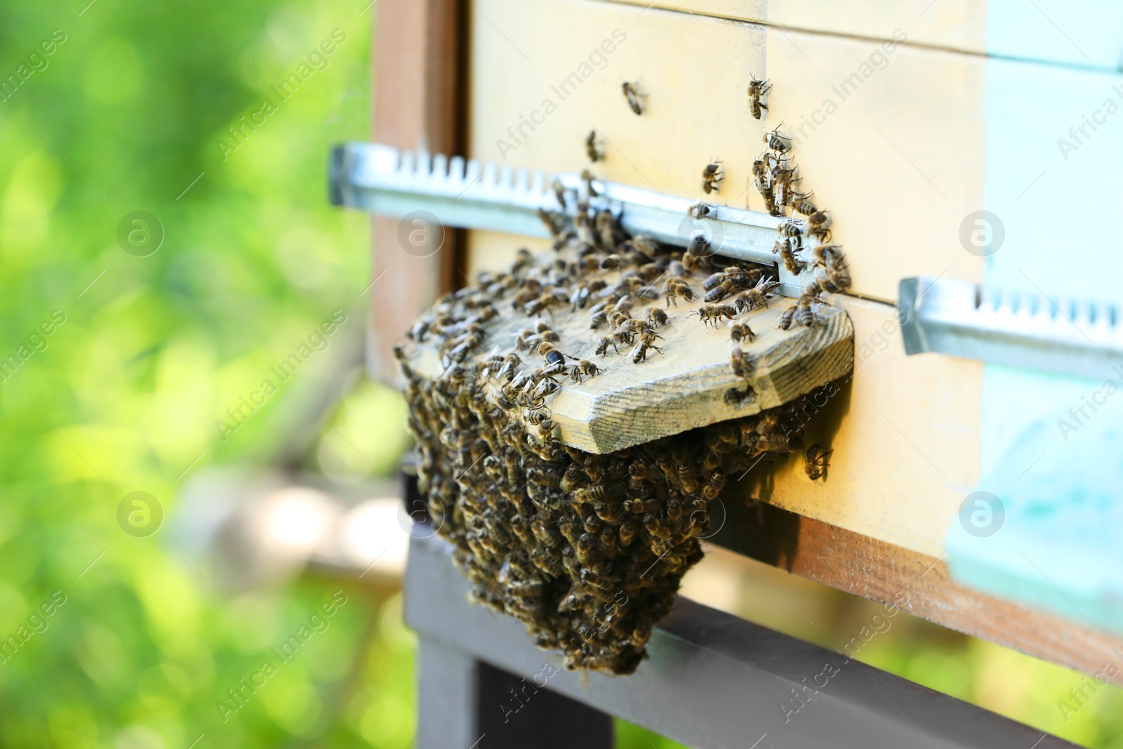 Photo of Closeup view of wooden hive with honey bees on sunny day