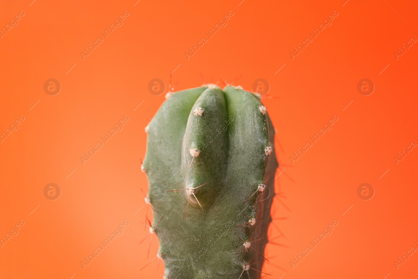 Photo of Beautiful cactus on color background