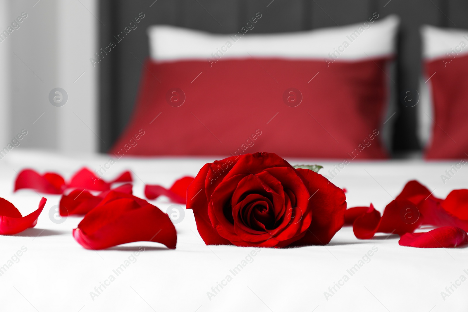 Photo of Honeymoon. Red rose and petals on bed, closeup