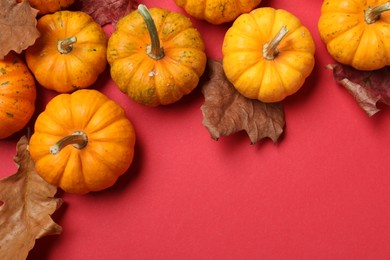 Photo of Thanksgiving day. Flat lay composition with pumpkins on red background, space for text