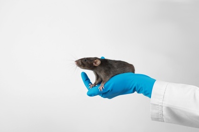 Photo of Scientist holding laboratory rat on white background, closeup