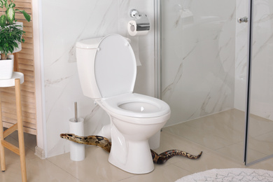 Image of Brown boa constrictor near toilet bowl in bathroom