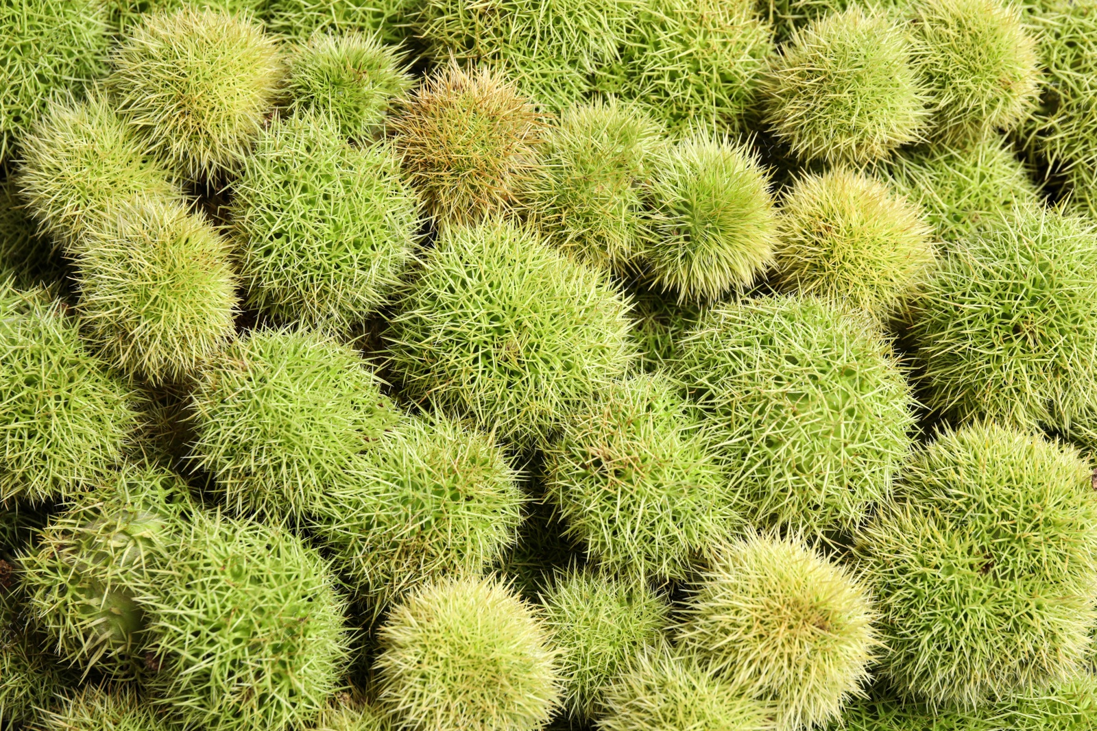 Photo of Many fresh sweet edible chestnuts as background, closeup