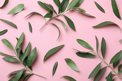 Flat lay composition with fresh green olive leaves and twigs on color background