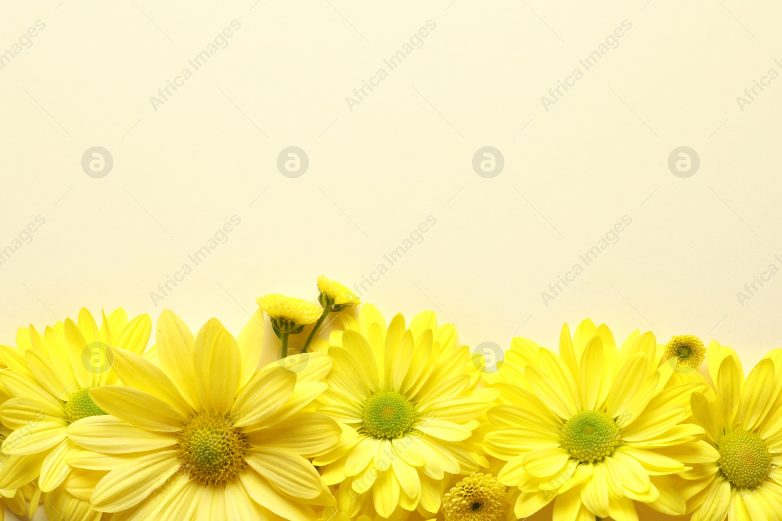 Photo of Beautiful chamomile flowers on color background, flat lay with space for text