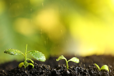 Photo of Fresh seedlings in fertile soil under rain, space for text