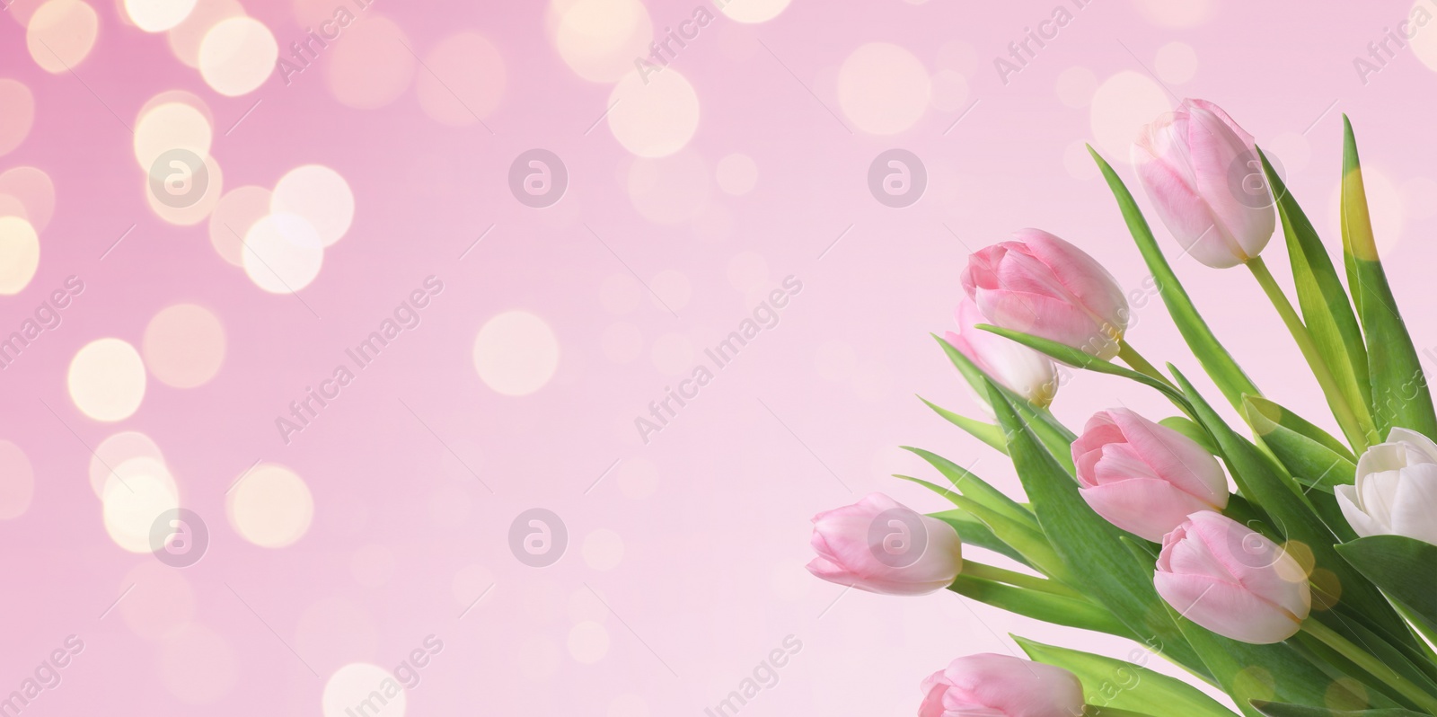 Image of Bouquet of beautiful spring tulips on pink background, space for text. Banner design