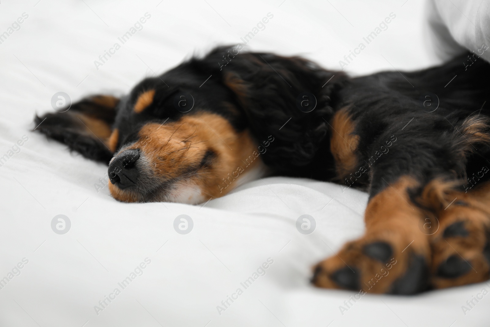 Photo of Cute dog relaxing on white fabric at home, closeup. Friendly pet