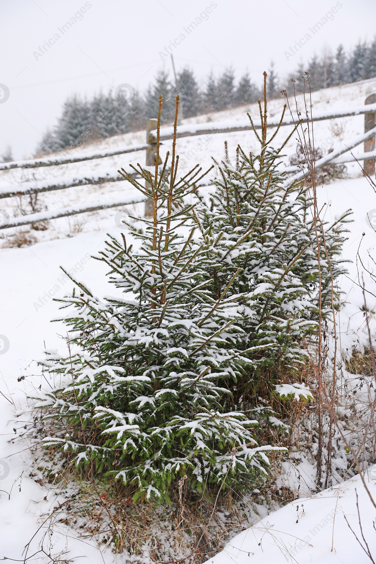 Photo of Beautiful view of fir trees covered with snow outdoors. Winter landscape