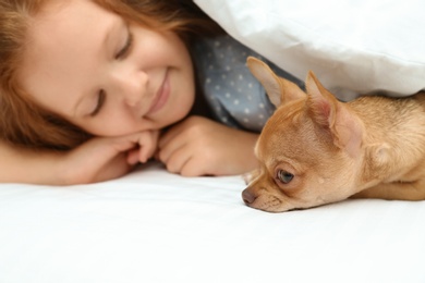 Photo of Little girl with her Chihuahua dog under blanket. Childhood pet