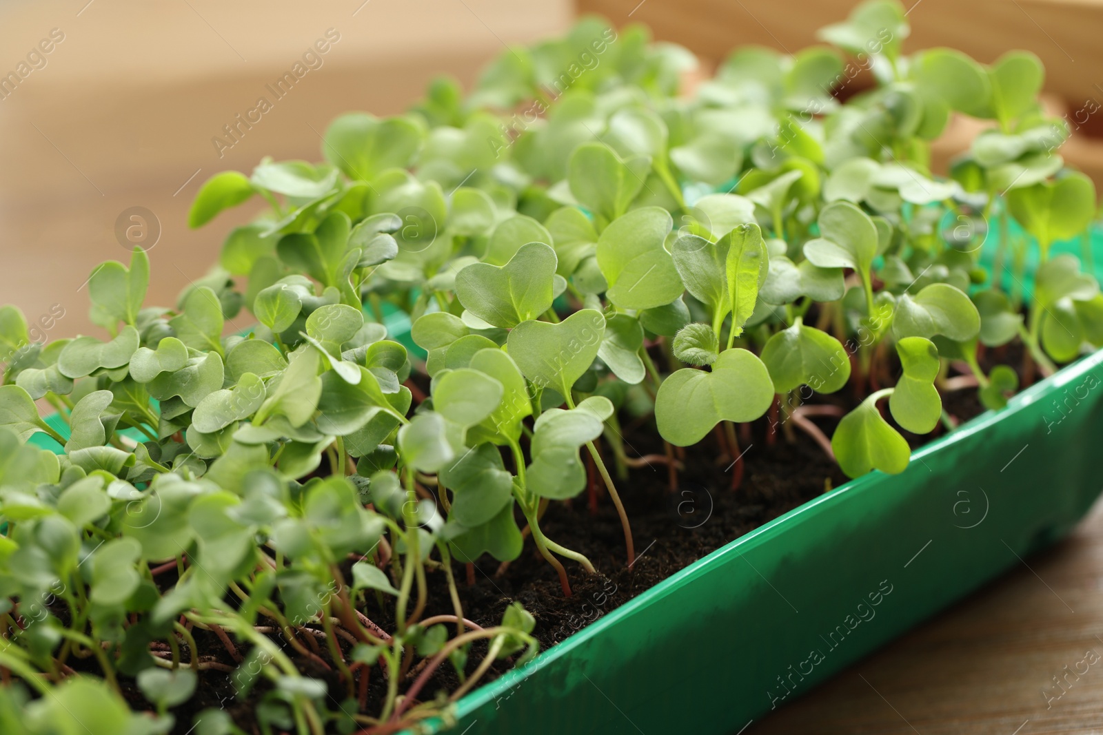Photo of Fresh microgreens growing in plastic container with soil on wooden table, closeup