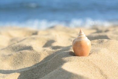 Photo of Beautiful seashell on sandy beach near sea, closeup. Space for text