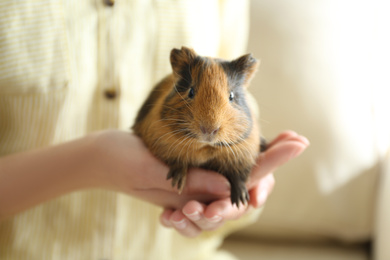 Woman holding cute small guinea pig indoors, closeup